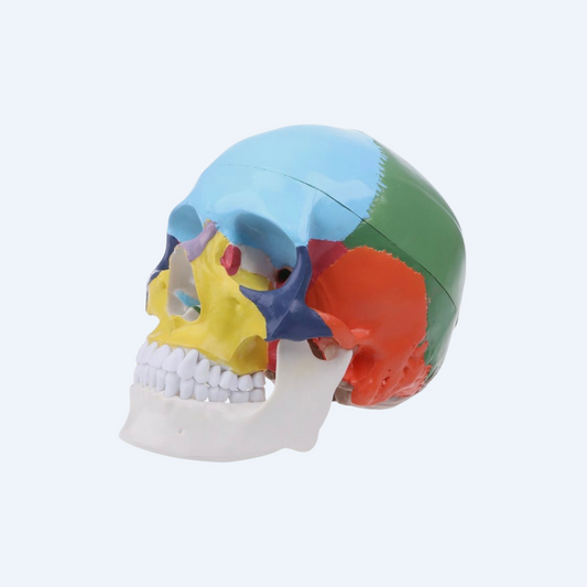 ფერადი თავის ქალას მოდელი (დიდი)