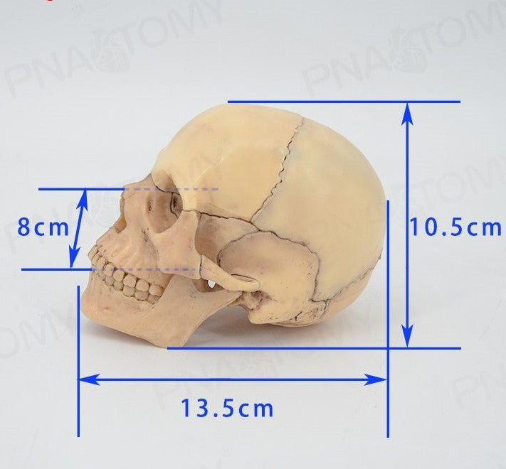 Skull Model (Small)