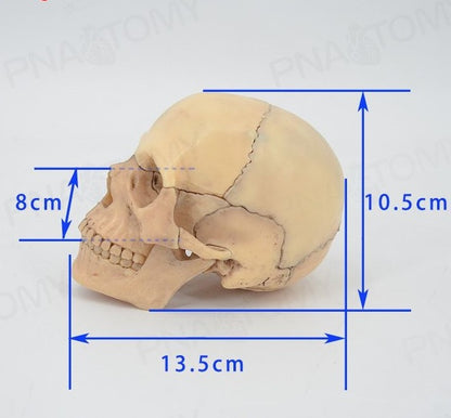 Skull Model (Small)