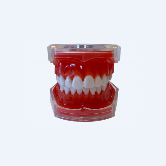 კბილების მოდელი (სტანდარტული)