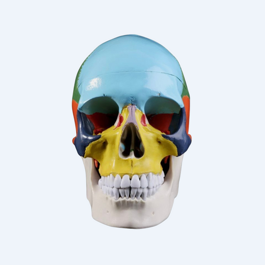 ფერადი თავის ქალას მოდელი (დიდი)