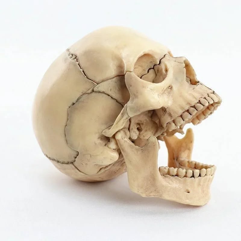 Skull Model (Small)