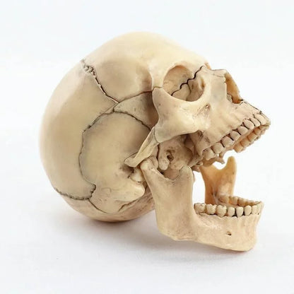 Skull Model (Small)