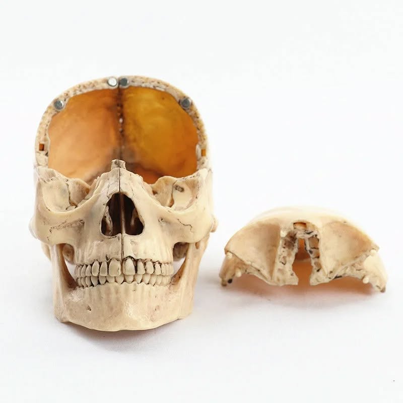 Skull Model (Small)