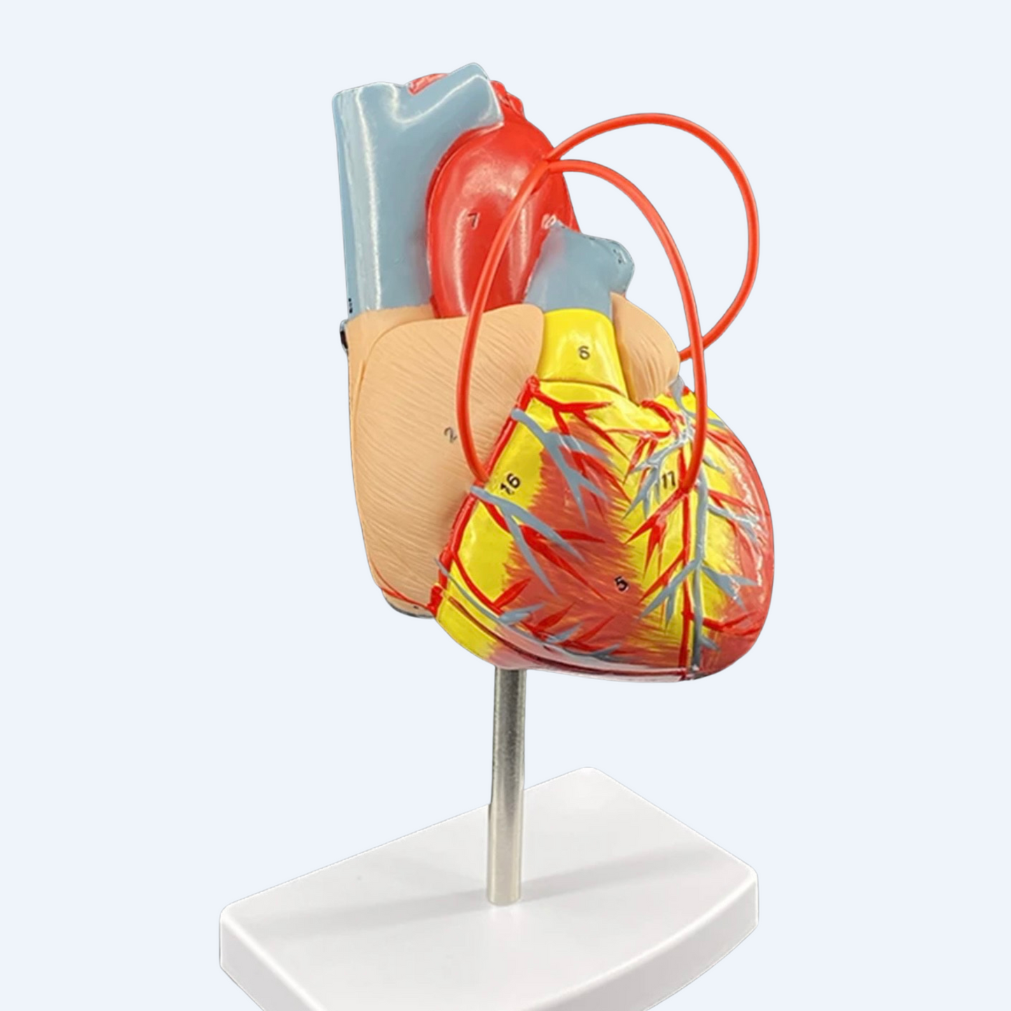 გულის მოდელი