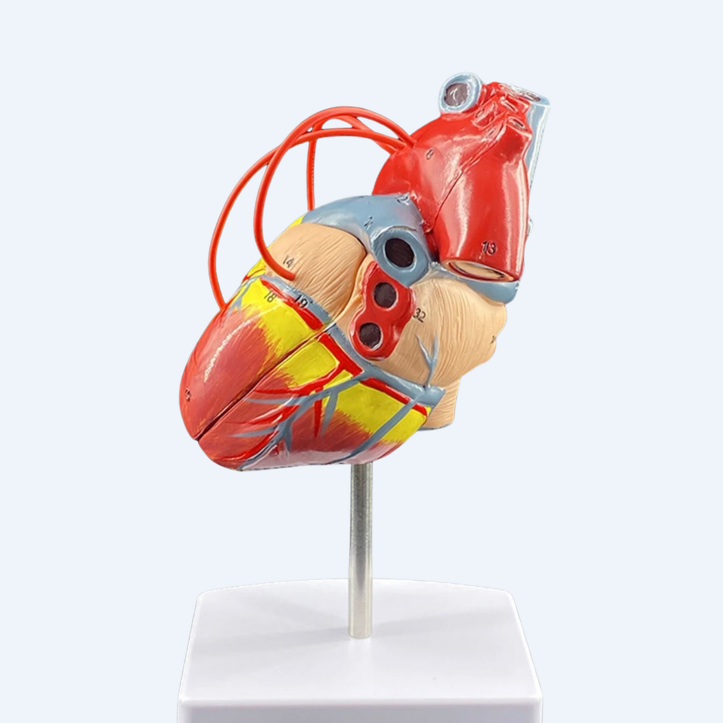 გულის მოდელი