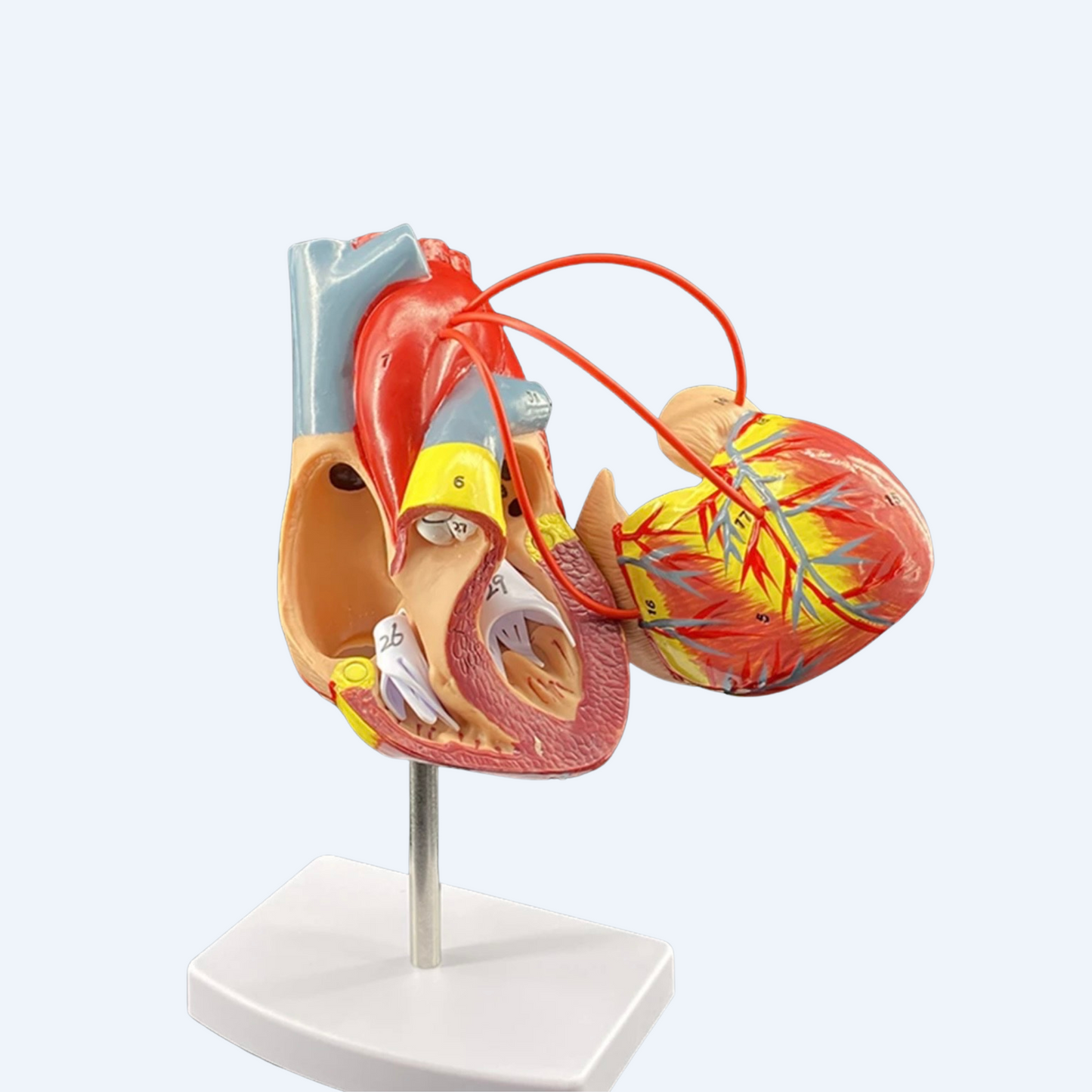 გულის მოდელი