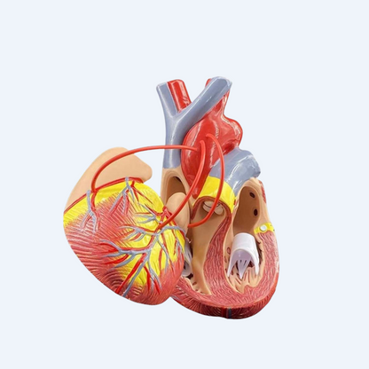 გულის მოდელი